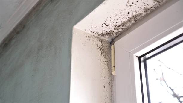 Best Commercial Mold Removal  in Elkhart, TX
