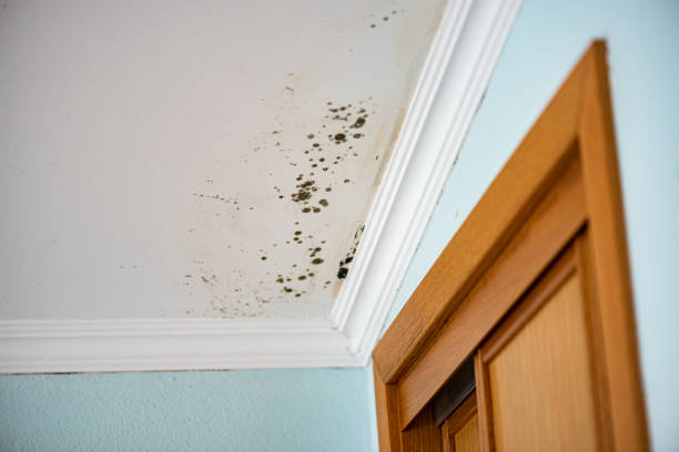 Best Residential Mold Removal  in Elkhart, TX