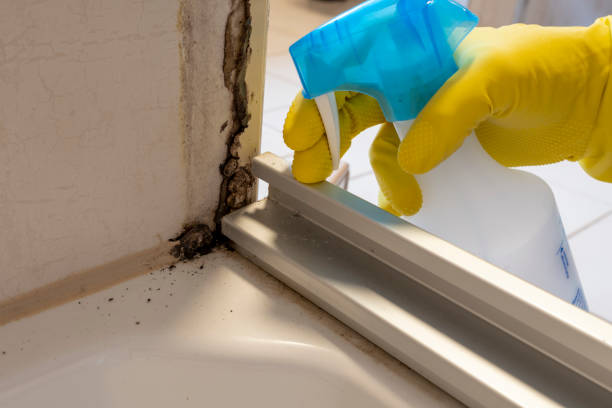 Best Residential Mold Removal  in Elkhart, TX