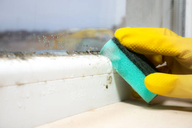 Best Attic Mold Removal  in Elkhart, TX