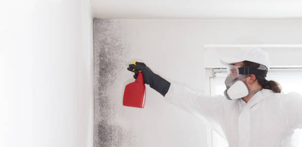 Best Local Mold Removal Service  in Elkhart, TX