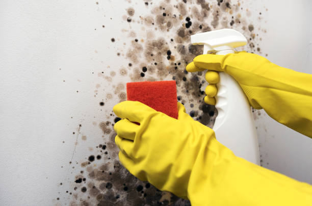 Best Affordable Mold Removal  in Elkhart, TX