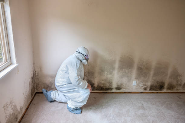 Best Professional Mold Removal  in Elkhart, TX