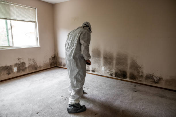 Best Affordable Mold Removal  in Elkhart, TX