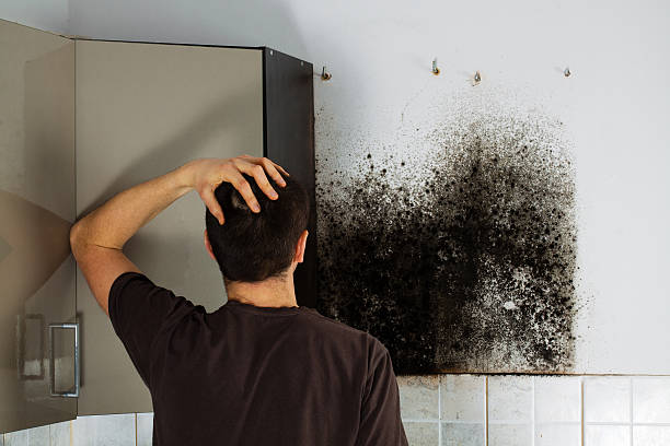 Best Mold Removal Near Me  in Elkhart, TX