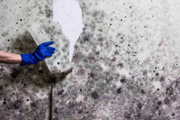 Best Mold Removal Company Near Me  in Elkhart, TX