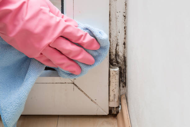 Professional Mold Removal in Elkhart, TX